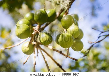 macadamian nuts farm, harvest time