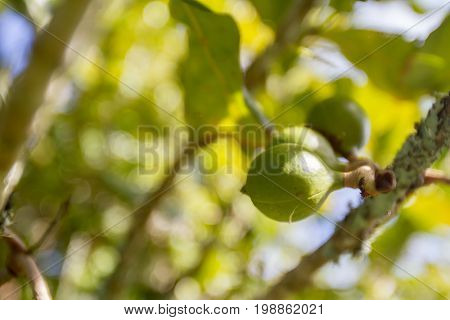 macadamian nuts farm, harvest time