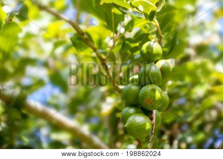 macadamia nuts, nuts orchid, macadamian nuts farm, harvest time