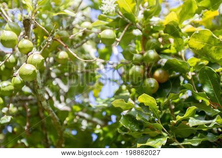 macadamian nuts farm, harvest time