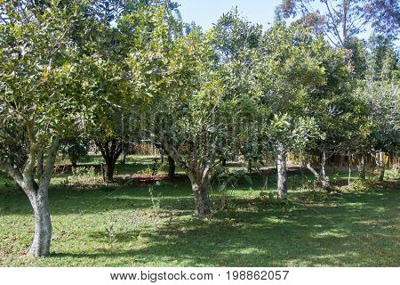 macadamia nuts, nuts orchid, macadamian nuts farm, harvest time