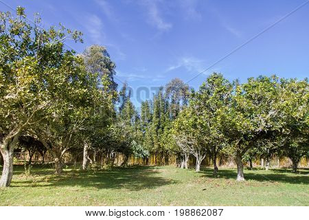macadamia nuts, nuts orchid, macadamian nuts farm, harvest time