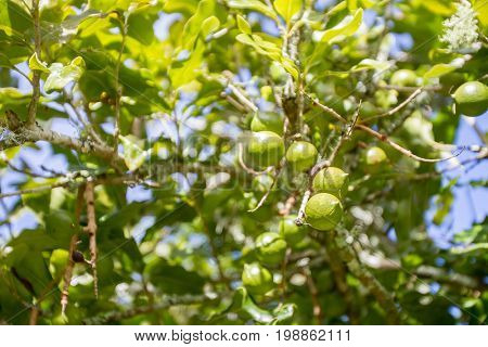 macadamian nuts farm, harvest time