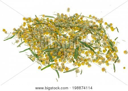 Sagebrush on white background