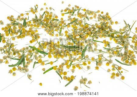 Sagebrush on white background