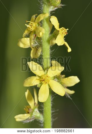 Agrimony