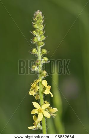 Agrimony