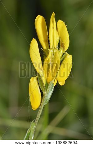 Dyers Greenweed