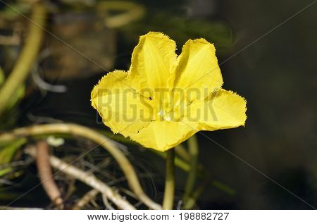 Fringed Water-lily