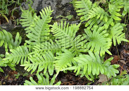Southern Polypody Fern