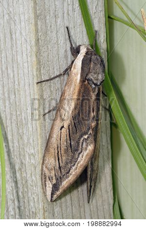 Privet Hawkmoth - Sphinx ligustri One of Britains Largest Moths
