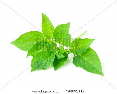 hoary basil or basilicum on white background ingredient for cooking