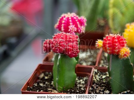Cactus plant pot garden outdoor decor design