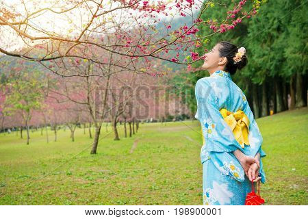 tourist asian woman enjoying viewing blooming cherry flower trees of beautiful pink color in sakura park wear traditional japanese kimono clothing on spring travel vacation in Japan.