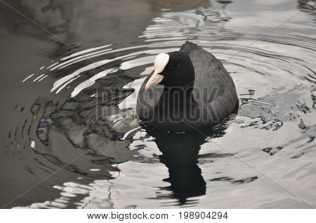 Coot a bird floating on Lake Garda in Italy