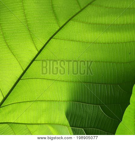 Green Cell Structure Texture Of Nature Leaf Background