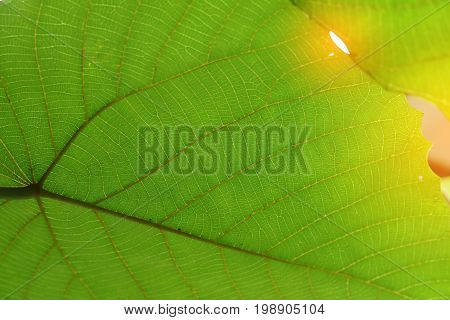 Green Cell Structure Texture Of Nature Leaf Background