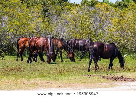 A herd of wild Spanish Mustangs, which have roamed free in Corolla, North Carolina on the Outer Banks for what is believed to be about 500 years.