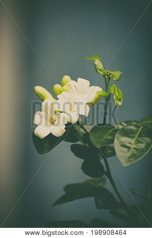White flower of Orange Jessamine Satin wood Murraya exotica tree Cosmetic Bark Tree selective focus. vintage tone.