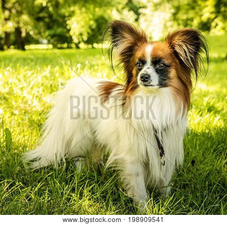 Dog Papillon. Papillon. Funny small dog on green grass.