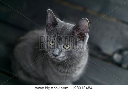 Grey kitten on dark background. Cute grey kitty looking to the side. This adorable domestic pet has a beautiful soft grey fur coat. The small young cat is sitting on a dark wooden background.