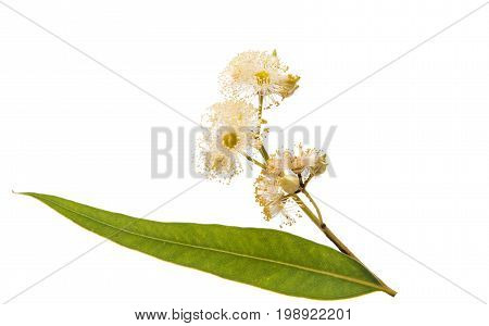 Eucalyptus blooming tree isolated on white background