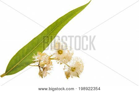 Eucalyptus blooming tree isolated on white background
