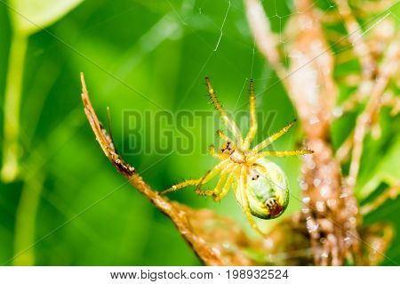 A Small Green Spider In Web