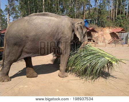 The elephant carries the leaves of the palm