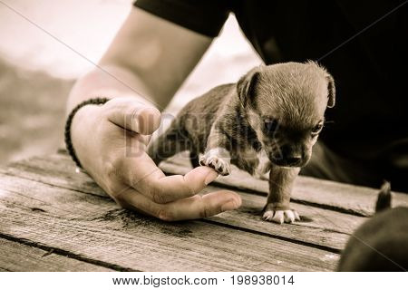 puppy highfive human hand on a table