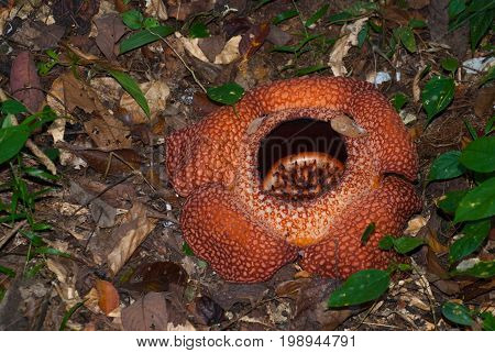 Rafflesia, The Biggest Flower In The World. This Species Located In Ranau Sabah, Borneo.