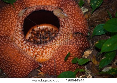 Rafflesia, The Biggest Flower In The World. This Species Located In Ranau Sabah, Borneo.