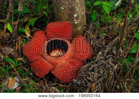 Rafflesia, The Biggest Flower In The World. This Species Located In Ranau Sabah, Borneo.