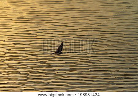 Swallow flying over the waves , wildlife bird