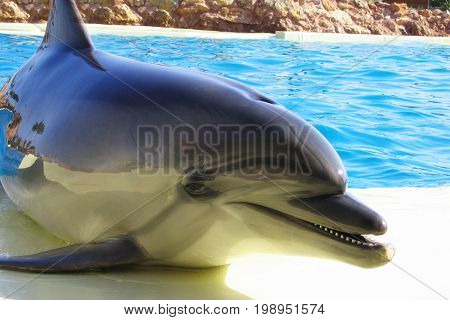 Dolphin rests outside the pool at the zoo