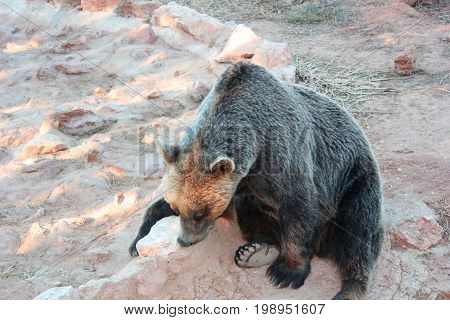 The bear rests in the mud at the zoo