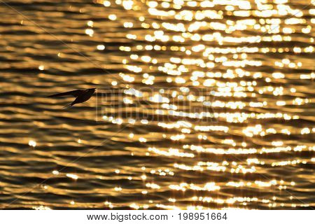 swallow is far away in the sea flying at sunset , wildlife