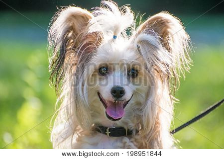 Cheerful fluffy dog in a collar on a walk smiling