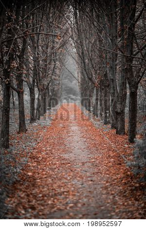 Gloomy avenue leading to a dead end