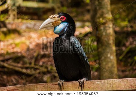Side View Of Rhinoceros Hornbill Bird Head Shot