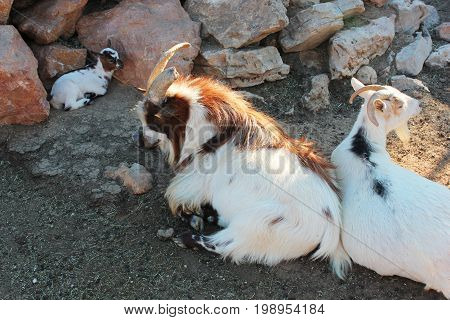 Capra hircus hircus and their little ones at the zoo