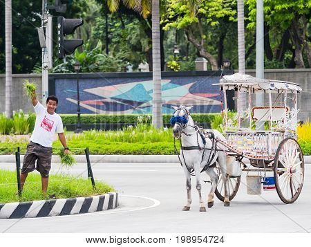 Manila - August 9 2017: Coachman finding food for his horse at the central reservation of Roxas Boulevard in Manila.