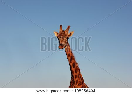 Proud giraffe (a genus of African even-toed ungulate mammals) at the zoo