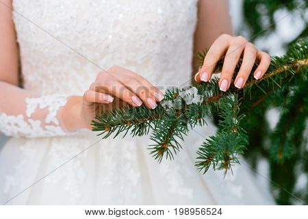 Bride's Hands Stroking The Green Spruce Branch. Winter Wedding. Outdoors