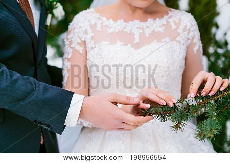 Bride's And Groom's Hands Next To The Green Spruce Branch. Winter Wedding. Outdoors.