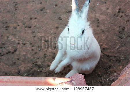 White bunny (a colloquial name for a rabbit) at the zoo