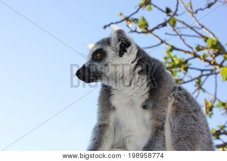 Lemur in a tree looks motionless at the zoo