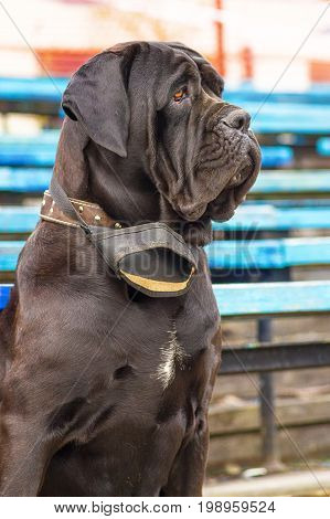 Neapolitana Mastino. Background of green blurry grass. Space under the text. 2018 year of the dog in the eastern calendar. Concept: parodist dogs, dog friend of man, true friends, rescuers.