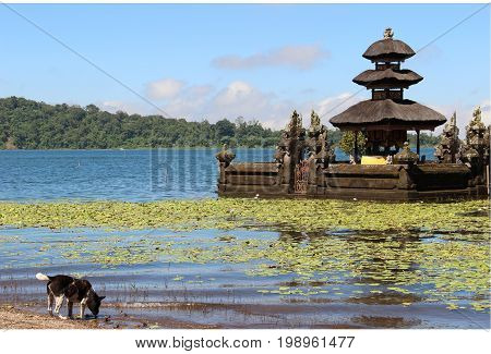 Pura Ulun Danu Bratan Famous Hindu Temple on the Lake at Bedugul on Bali, Indonesia with Dog Drinking in the Lake.