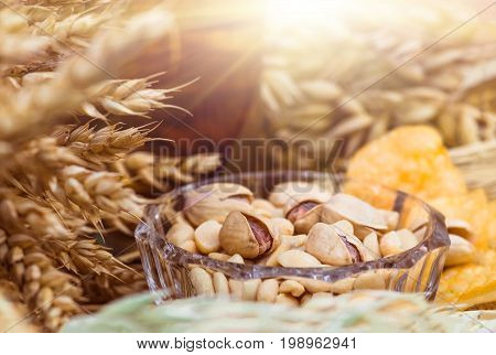 Pistachio nuts peanuts and potato chips a snack for beer lying in a glass dish surrounded by ingredients for making malt for beer bread. Spikes of wheat barley oats rye.